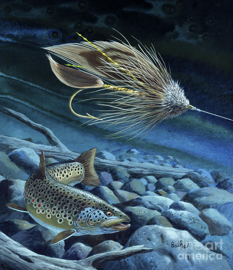 Brown Trout And Muddler Minnow Fly Painting by Don Balke
