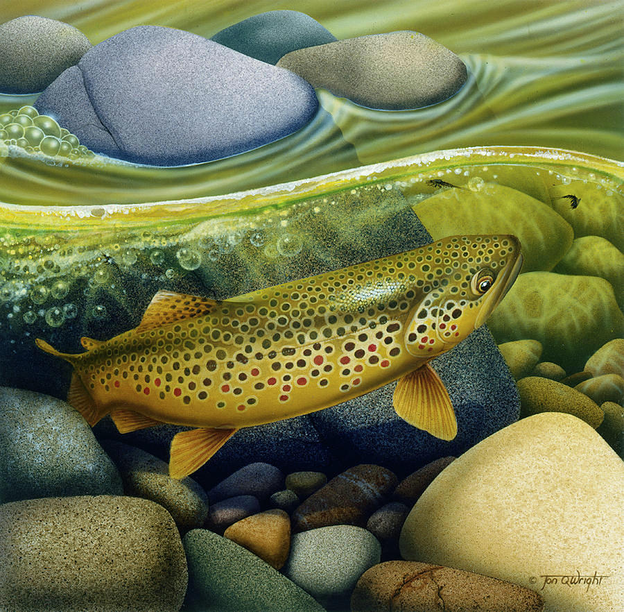 Brown Trout Digital Art by Daniel Turner - Fine Art America