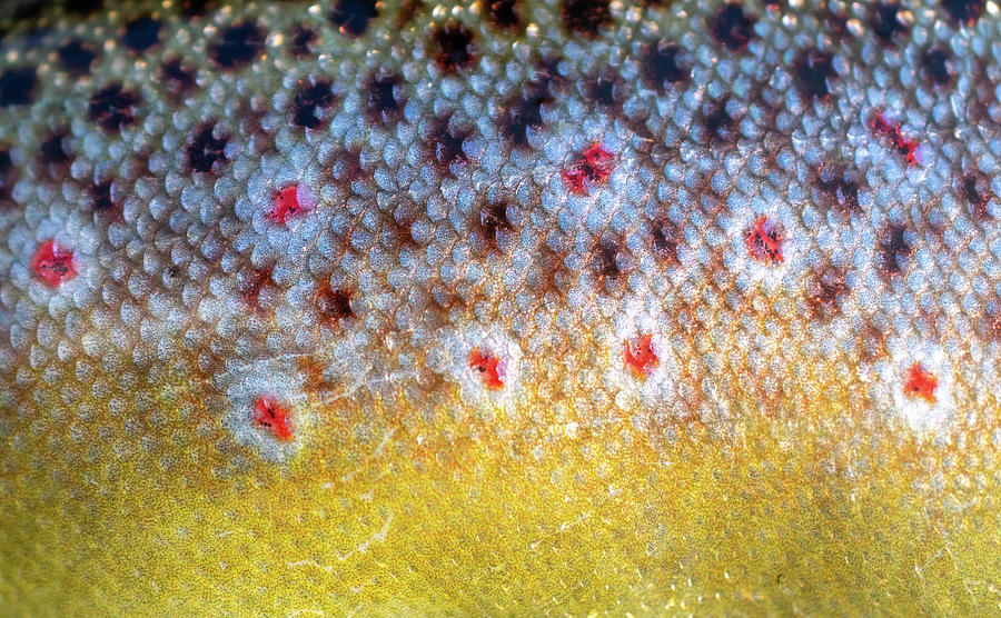 Brown Trout Flank Photograph by Evan Buck - Fine Art America