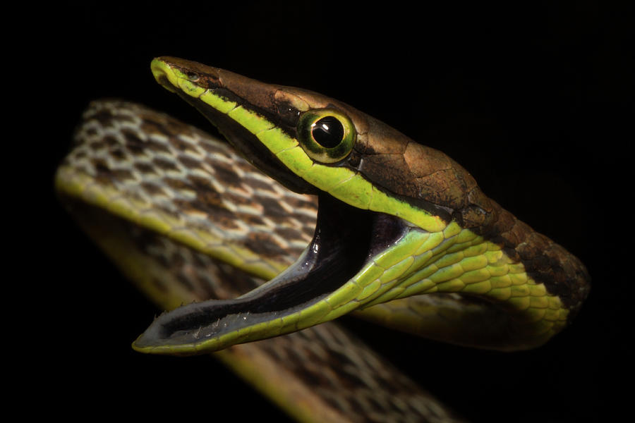 Brown Vine Snake Photograph By Jp Lawrence - Fine Art America