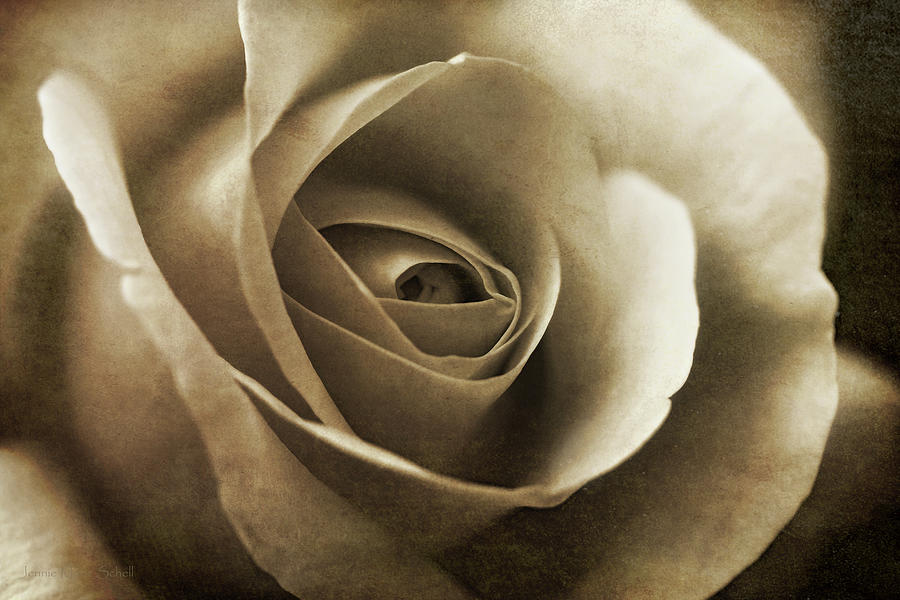 Brown Vintage Rose Flower Blossom Photograph by Jennie Marie Schell