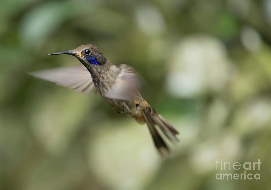 Hummingbird Photograph - Brown Violetear Flying 2 by Eva Lechner