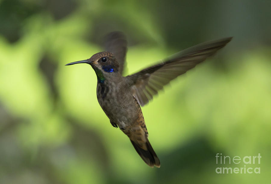 Hummingbird Photograph - Brown Violetear Flying by Eva Lechner
