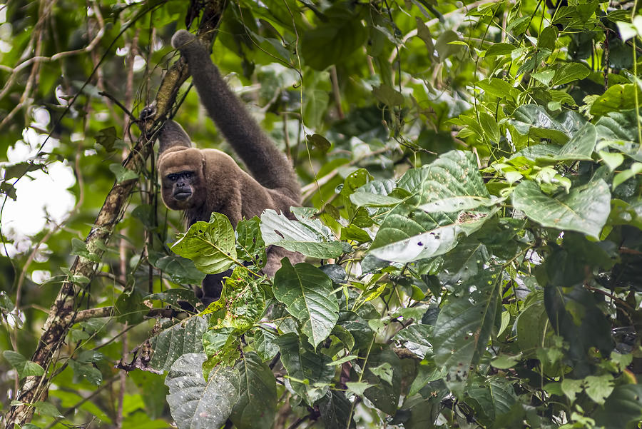 Brown woolly monkey - Chorongo Photograph by Henri Leduc