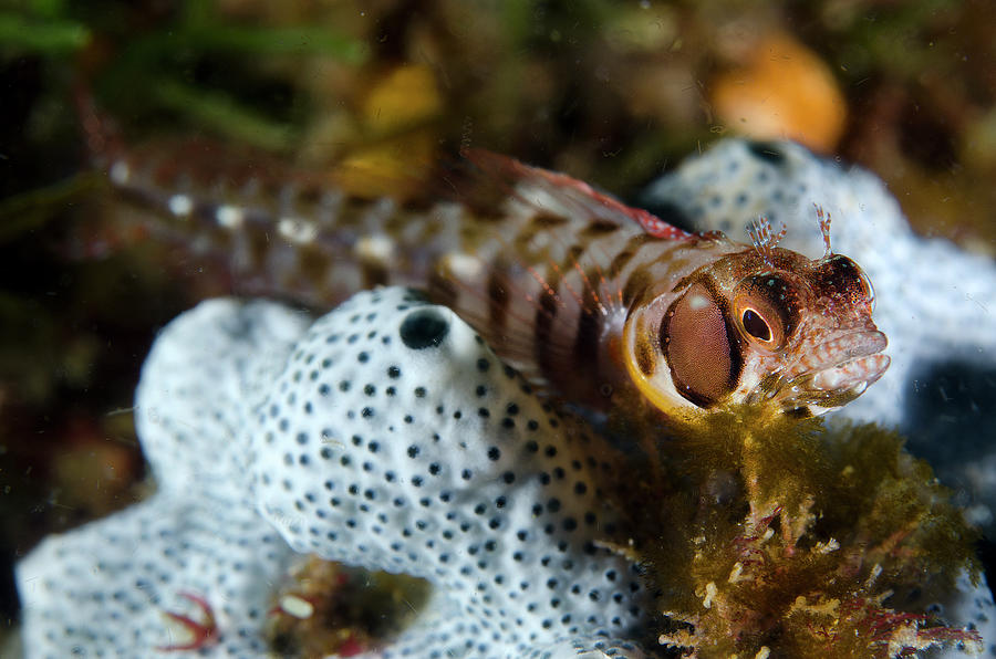 Browncheek Blenny portrait Photograph by Luis Javier Sandoval - Fine ...