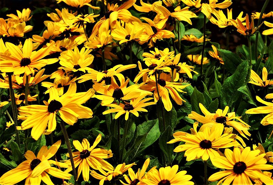 Brown-eyed Susans Photograph by Sandy Poore