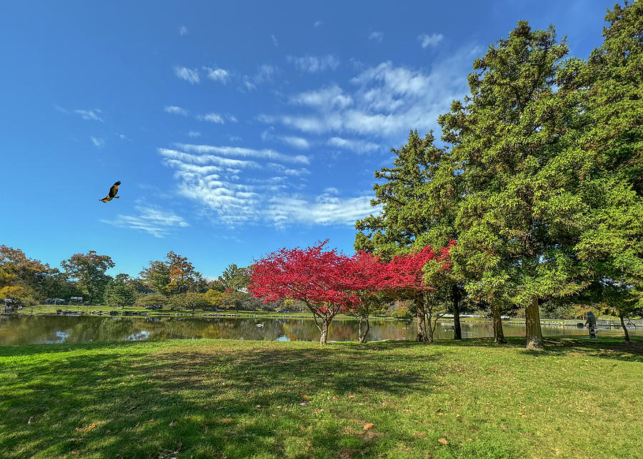 Bruce Park in Autumn Digital Art by Cordia Murphy