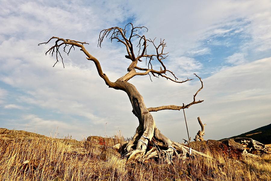 Burmis Tree from the West Photograph by Brian Sereda