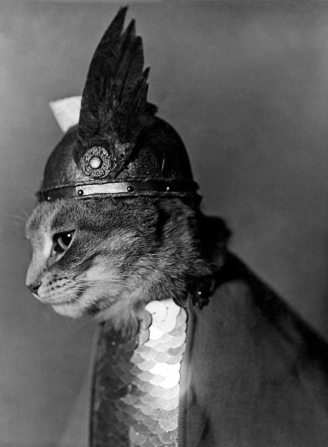 Brunhilda The Cat - 1936 Photograph by War Is Hell Store
