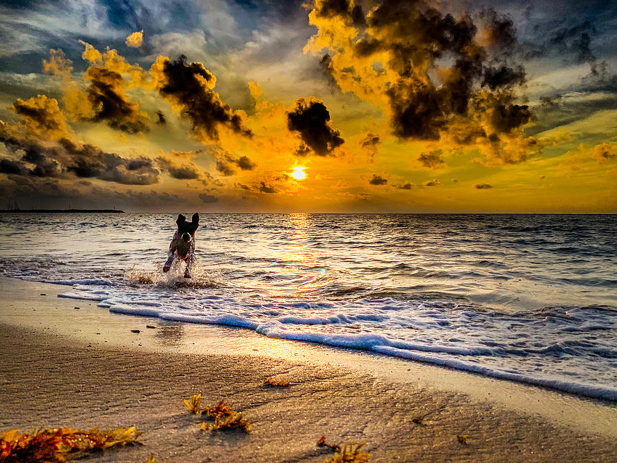 Beach Photograph - Bruno and the sunrise by Michael A Maurus