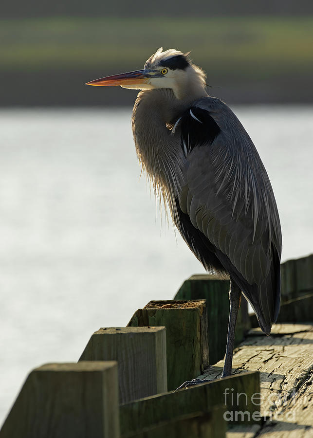Great Blue Heron Photograph - Brunswick Pier Heron Heaven by Banyan Ranch Studios Great Blue Heron Photograph - Brunswick Pier Heron Heaven by Banyan Ranch Studios
