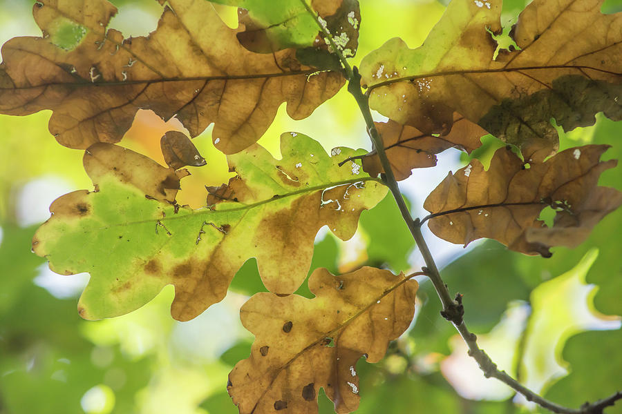 Brunswick Woods Leaves Fall 2 Photograph by Edmund Peston