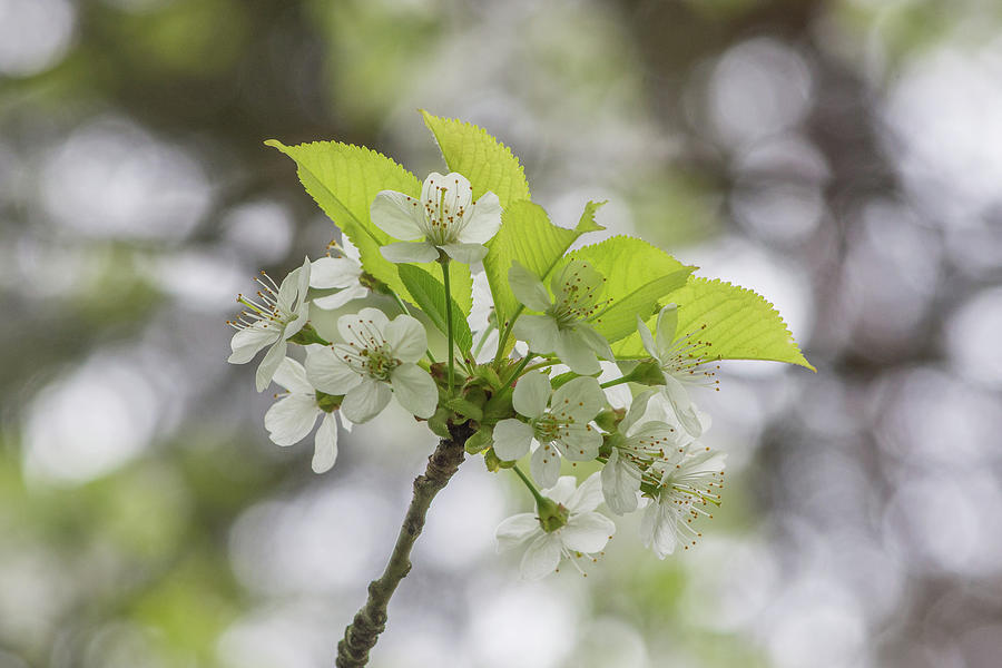 Brunswick Woods Leaves Spring 3 Photograph by Edmund Peston