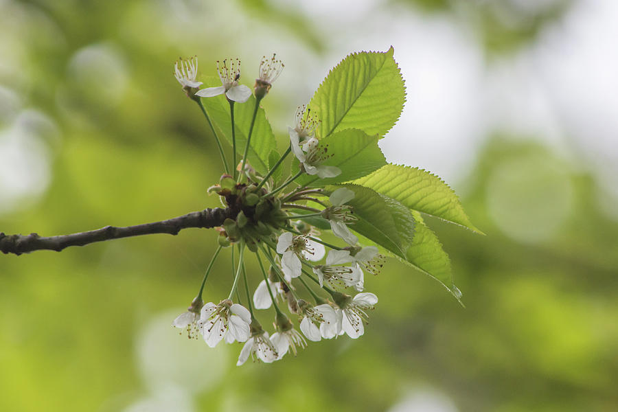 Brunswick Woods Leaves Spring 4 Photograph by Edmund Peston