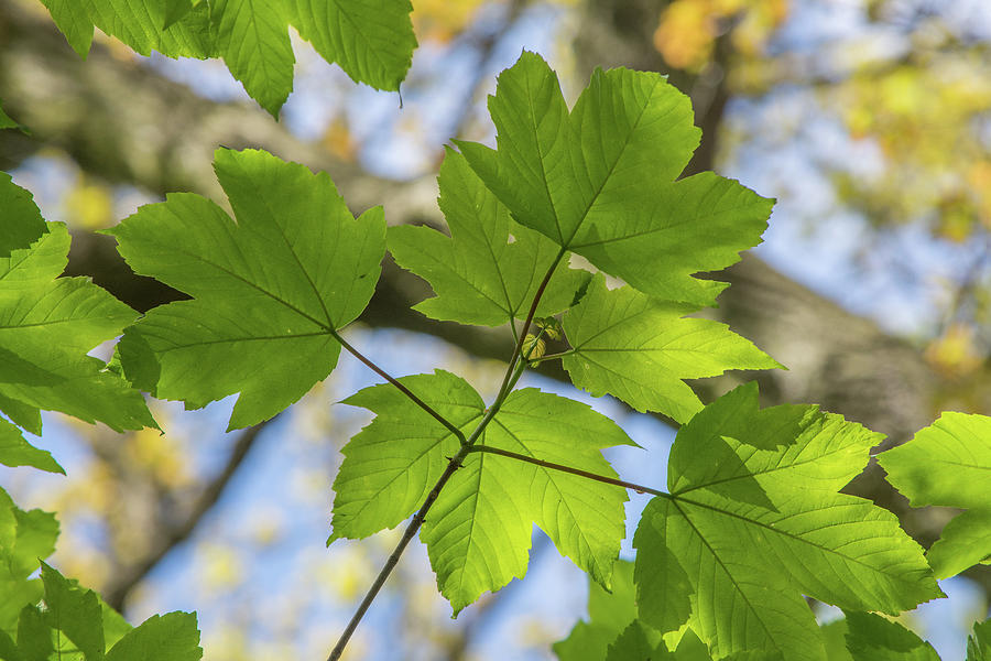 Brunswick Woods Leaves Spring 6 Photograph by Edmund Peston