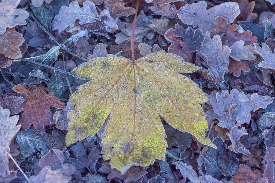 Brunswick Woods Leaves, Winter 2 Photograph by Edmund Peston