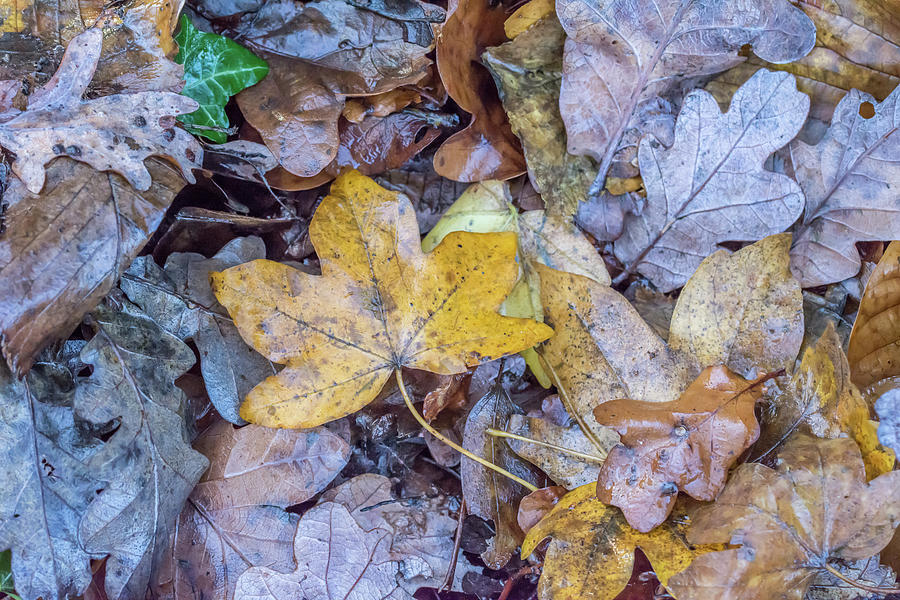 Brunswick Woods Leaves Winter 3 Photograph by Edmund Peston
