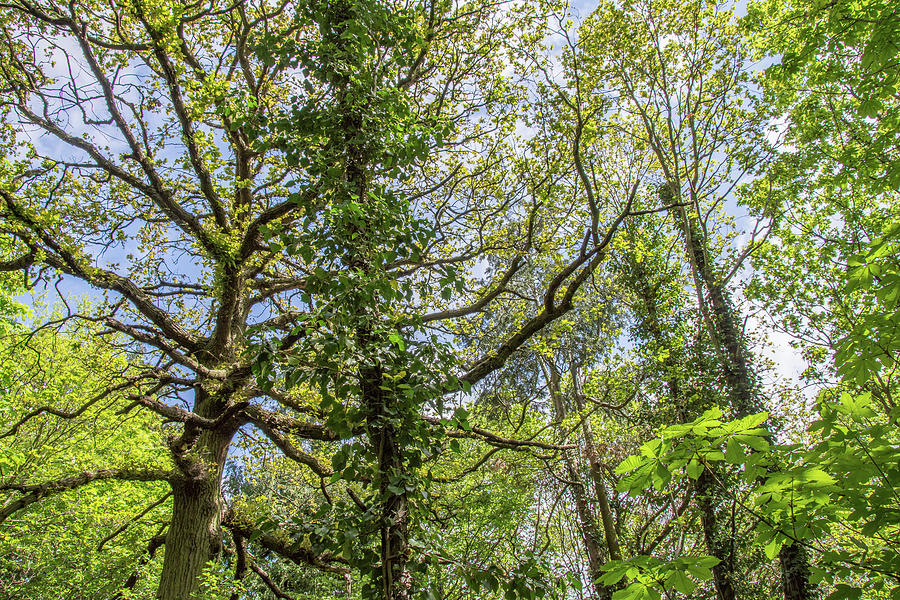 Brunswick Woods Trees Spring 2 Photograph by Edmund Peston