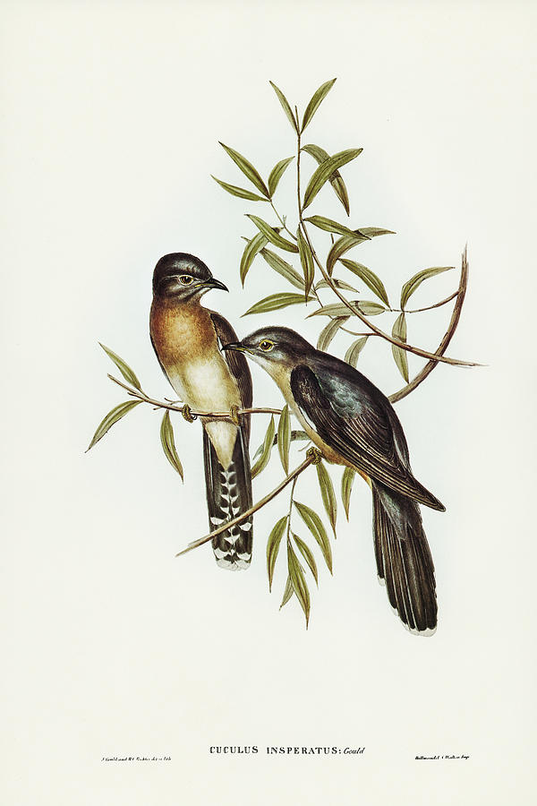 John Gould Drawing - Brush Cuckoo, Cuculus insperatus by John Gould