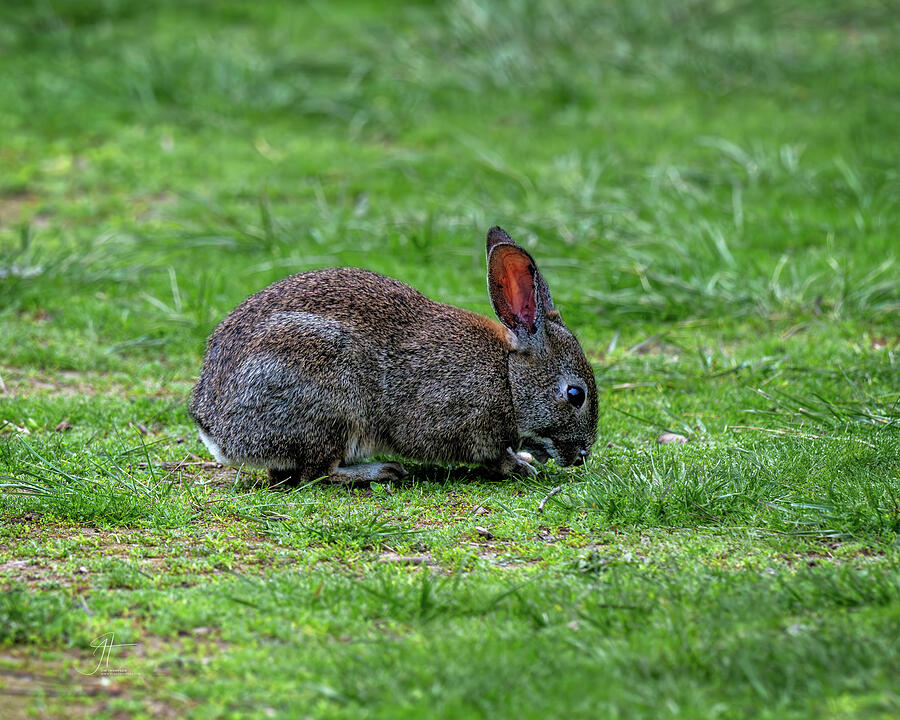 Mammal Photograph - Brush Rabbit by Jim Thompson Mammal Photograph - Brush Rabbit by Jim Thompson