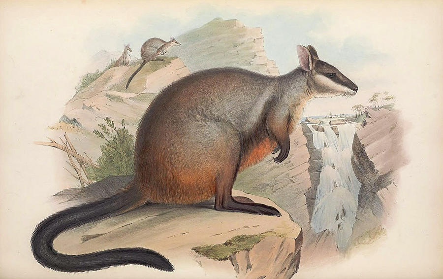 Brush Tailed Rock Wallaby Drawing by John Gould