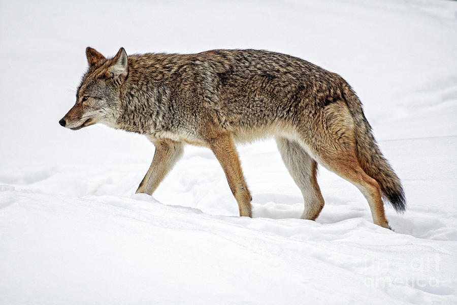 Brush Wolf Photograph by Nina Stavlund