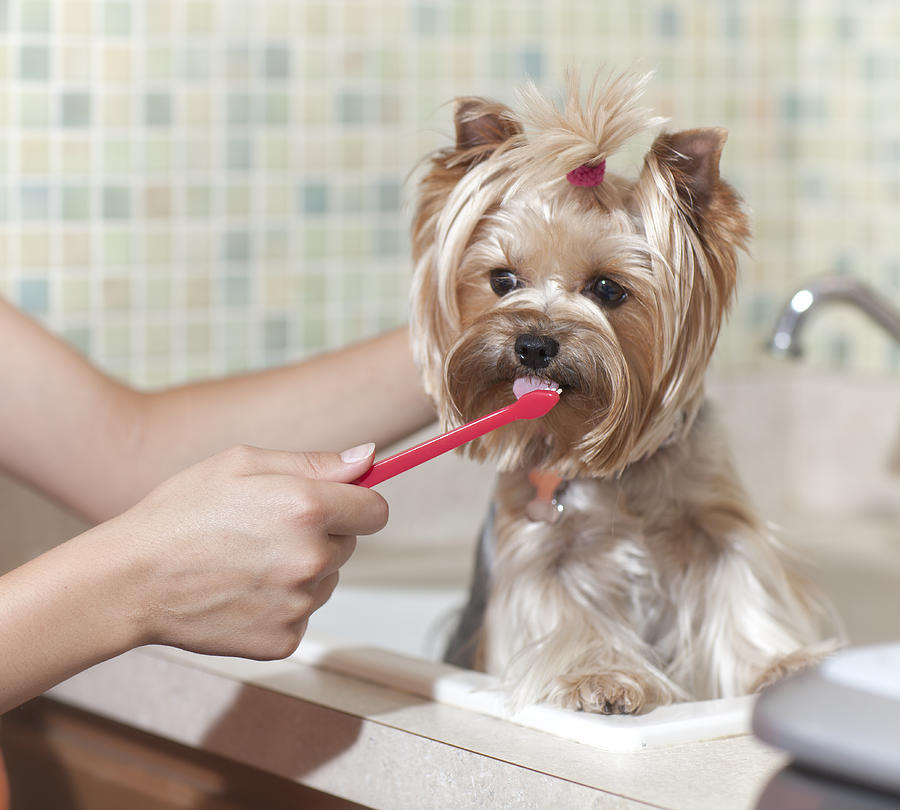 Brushing Dogs Teeth Photograph by Liliboas