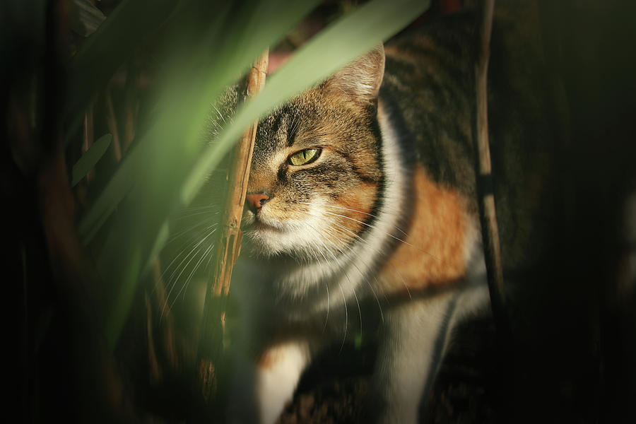 Cruel look by domestic kitten walks through dense jungle Photograph by Vaclav Sonnek