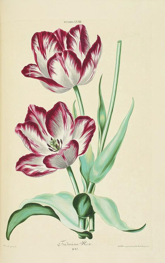 Bry Johann Theodor de and Matthaeus Merian FLORILEGIUM RENOVATUM ET ...