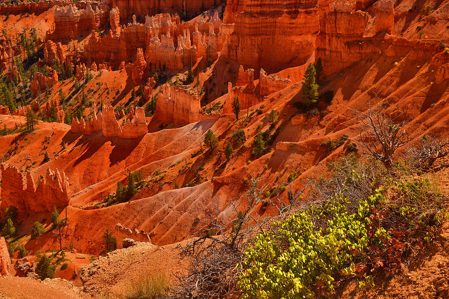 Bryce Canyon Afternoon  Photograph by Stephen Vecchiotti