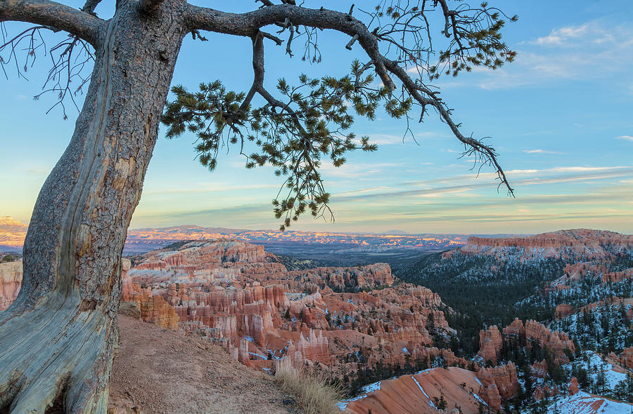 Bryce Canyon And Pine Photograph by Jonathan Nguyen