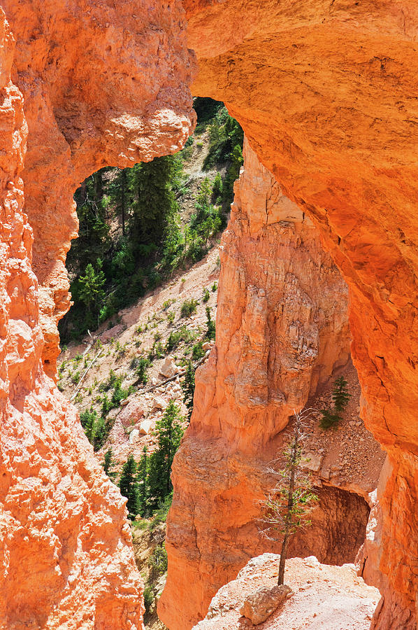 Bryce Canyon Arch Photograph by Kyle Hanson