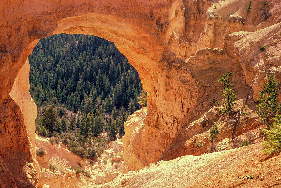 Bryce Canyon Arch  Photograph by Randy Bradley