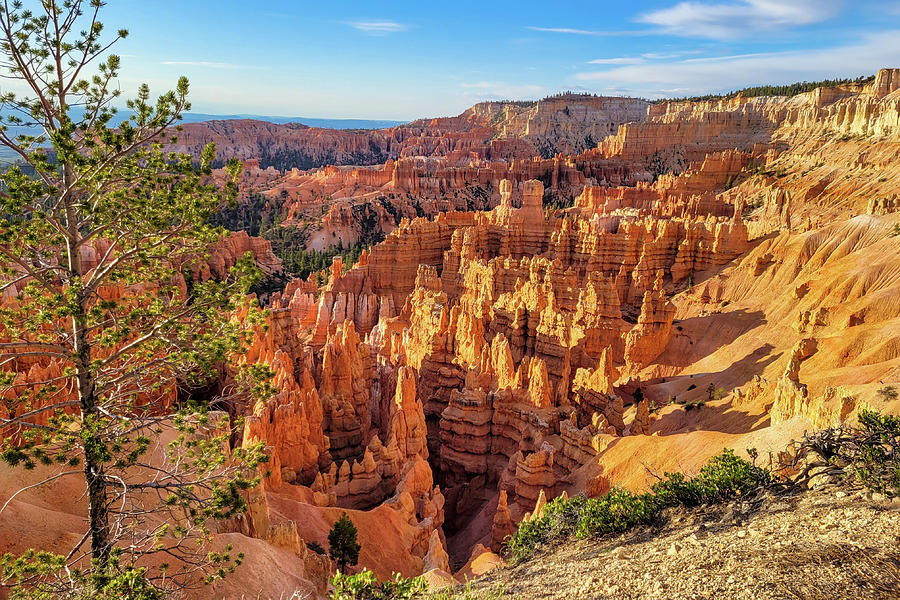 Bryce Canyon at Sunrise Photograph by Anthony Sacco
