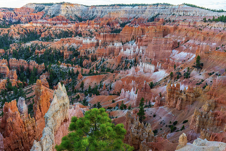 Bryce Canyon at Sunset 2 Photograph by Ron Long Ltd Photography