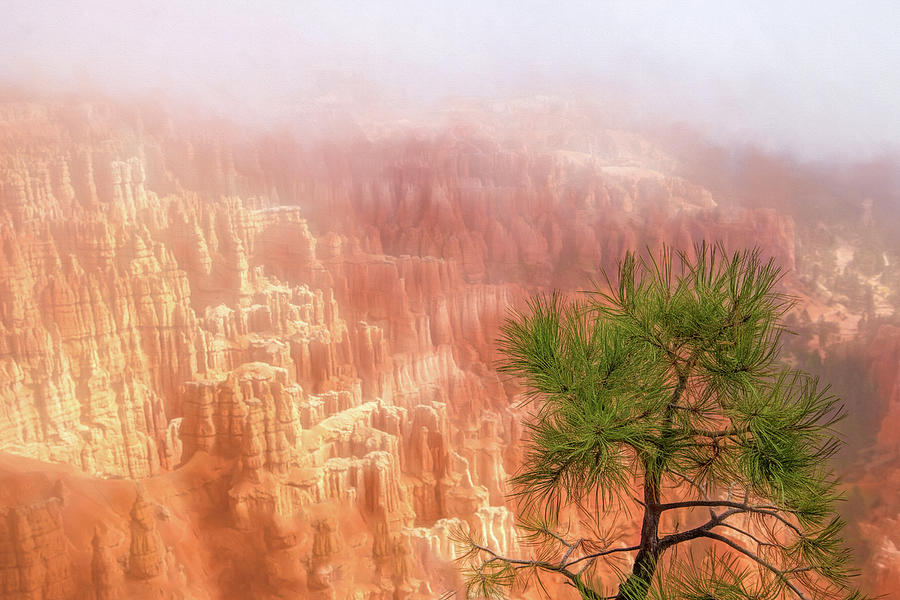 Bryce Canyon Photograph by Gaye Bentham