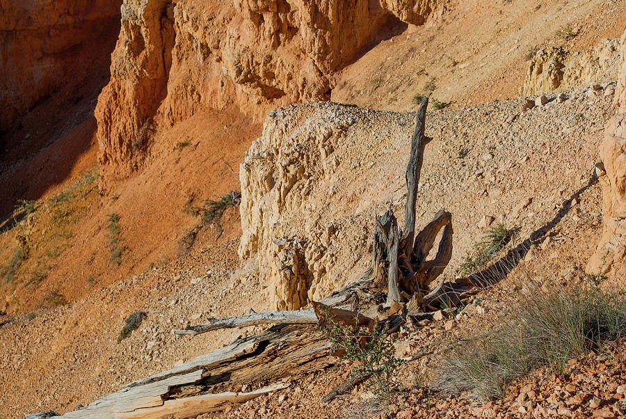 Bryce Canyon Photograph by Gordon Sarti
