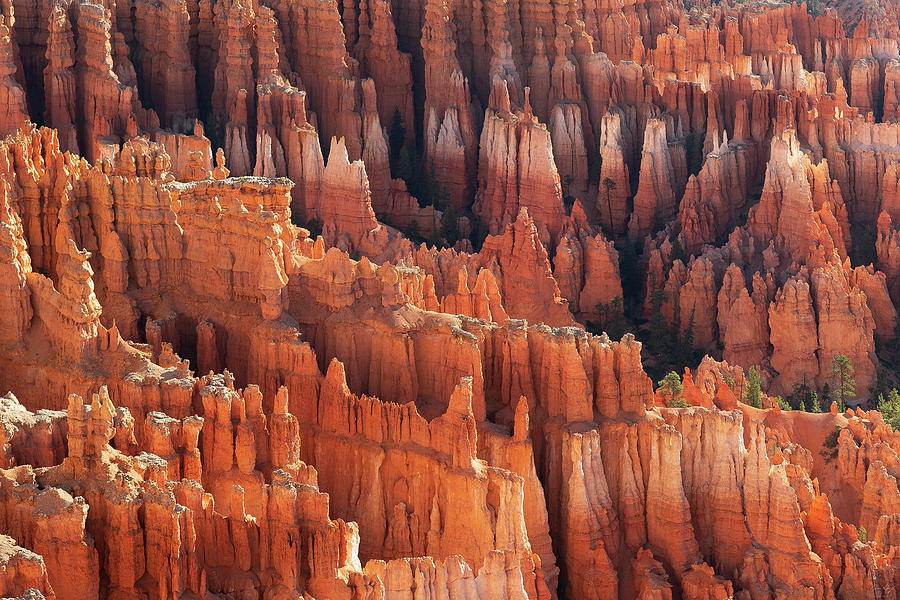 Bryce Canyon Hoodoos Photograph by Aaron Spong