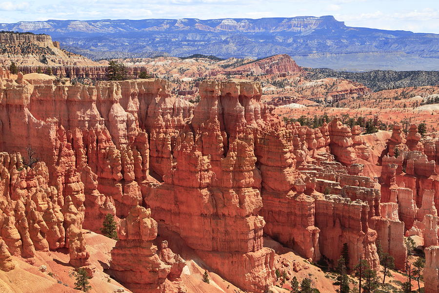 Bryce Canyon Hoodoos Photograph by Roupen Baker