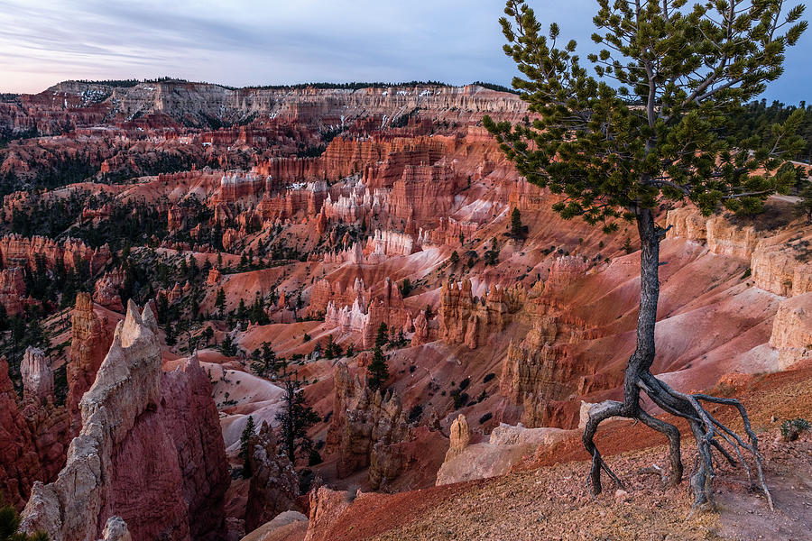 Bryce Canyon Lone Tree Photograph by Harold Coleman