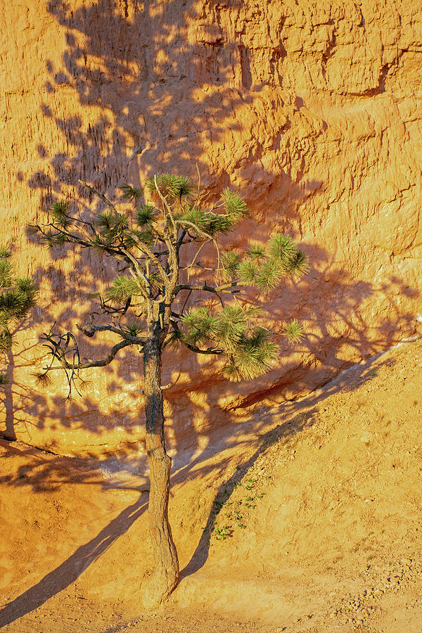 Bryce Canyon More Than a Tree Photograph by Bruce Gourley