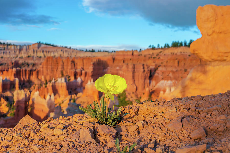 Bryce Canyon Morning Flower Photograph by Chris Casas