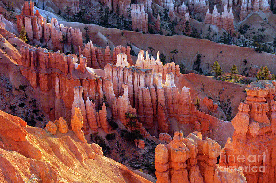 Bryce Canyon Morning Light on the Hoodoos Photograph by Bob Phillips