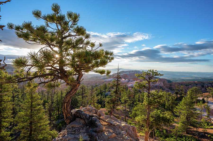 Bryce Canyon Mornings Photograph by Chris Casas