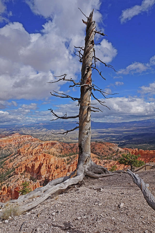 Bryce Canyon National Park - Still standing  Photograph by Yvonne Jasinski