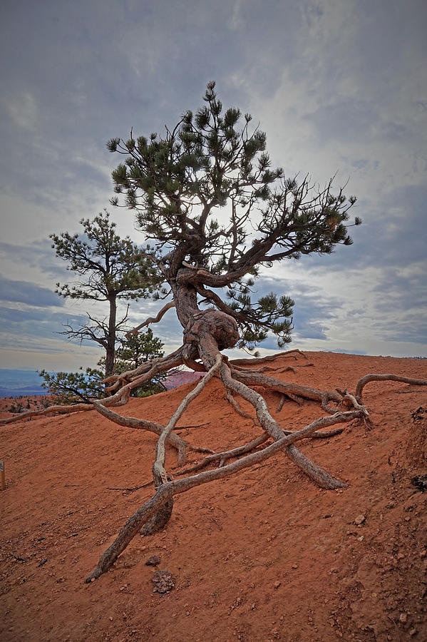 Bryce Canyon National Park - Fighting to Stay Rooted  Photograph by Yvonne Jasinski
