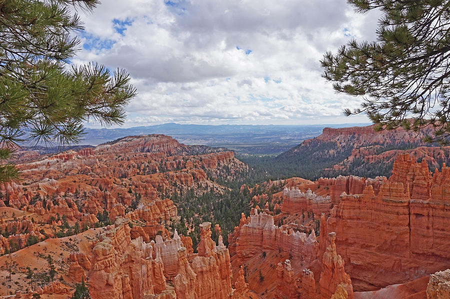 Bryce Canyon National Park - Panorama with Branches Photograph by Yvonne Jasinski