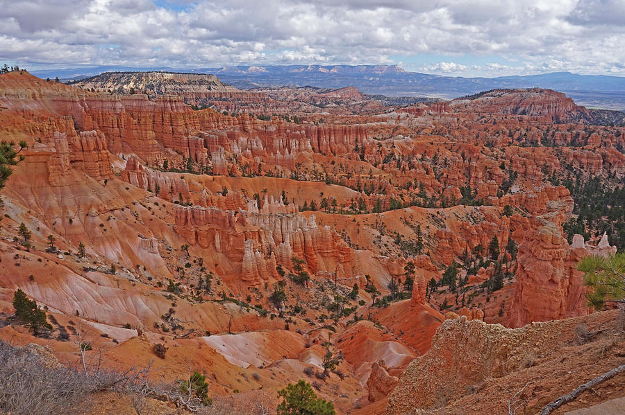 Bryce Canyon National Park - Shades of Orange and Pink  Photograph by Yvonne Jasinski