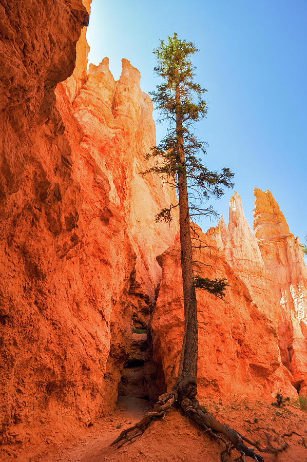 Bryce Canyon Navajo Trail Photograph by Kyle Hanson