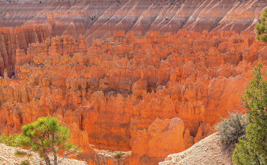 Bryce Canyon N.P.  G0A7937 Photograph by Stephen Parker